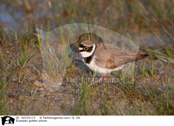 Eurasian golden plover / SO-03113
