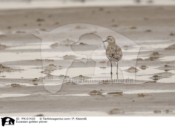 Eurasian golden plover / PK-01430