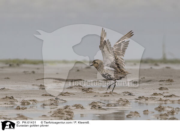 Goldregenpfeifer / Eurasian golden plover / PK-01431