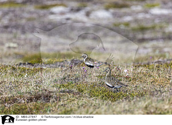 Goldregenpfeifer / Eurasian golden plover / MBS-27847
