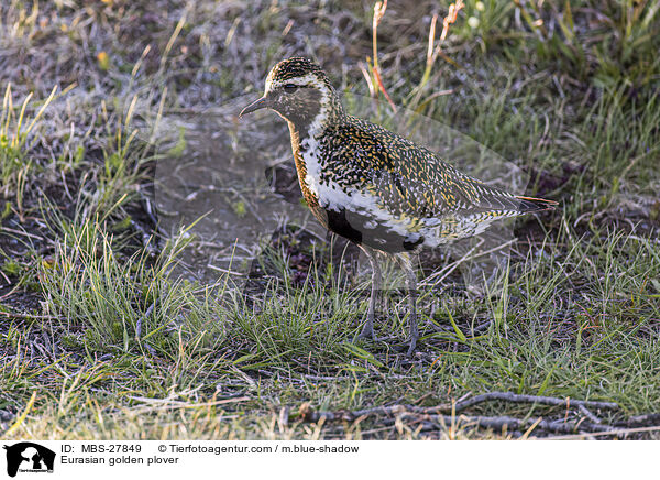 Eurasian golden plover / MBS-27849