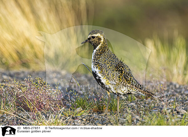 Eurasian golden plover / MBS-27851