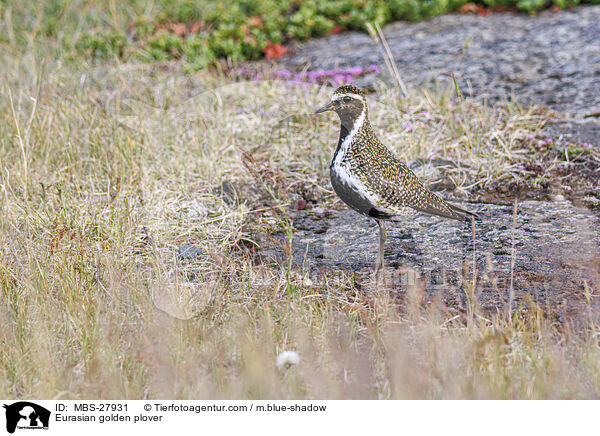 Goldregenpfeifer / Eurasian golden plover / MBS-27931