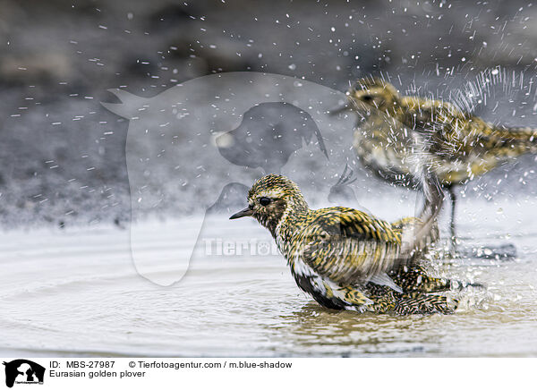 Goldregenpfeifer / Eurasian golden plover / MBS-27987