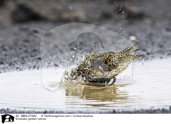 Goldregenpfeifer / Eurasian golden plover / MBS-27992