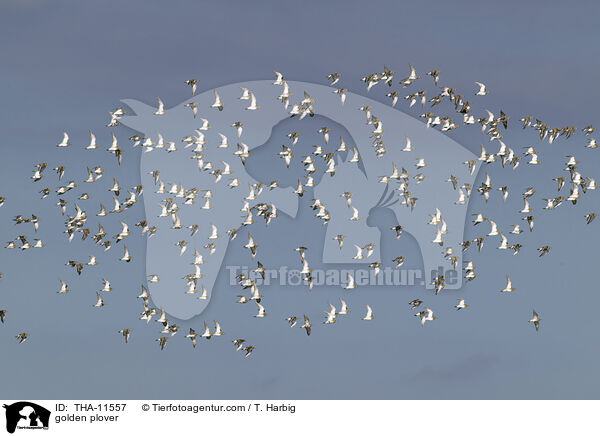 Goldregenpfeifer / golden plover / THA-11557