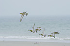 flying Golden Plovers