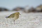 standing Golden Plover