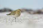 standing Golden Plover
