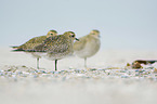 Golden Plovers at the beach