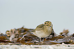 standing Golden Plover
