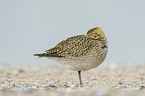 standing Golden Plover