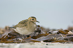 standing Golden Plover