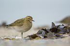 standing Golden Plover