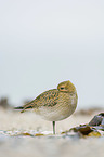standing Golden Plover