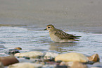 Golden Plover in the water