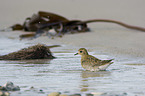 Golden Plover in the water