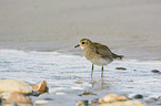 standing Golden Plover