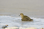 Golden Plover in the water