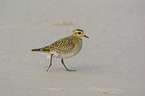 walking Golden Plover