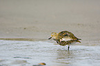 Golden Plover in the water