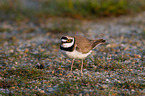 Eurasian golden plover