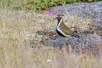 Eurasian golden plover