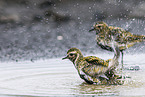 Eurasian golden plover