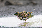 Eurasian golden plover