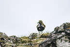 Eurasian golden plover