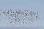 golden plover