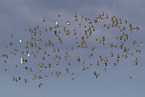 golden plover
