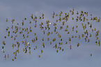 golden plover