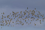 golden plover