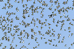 golden plover