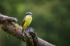 Golden-bellied flycatcher