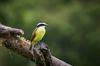 Golden-bellied flycatcher