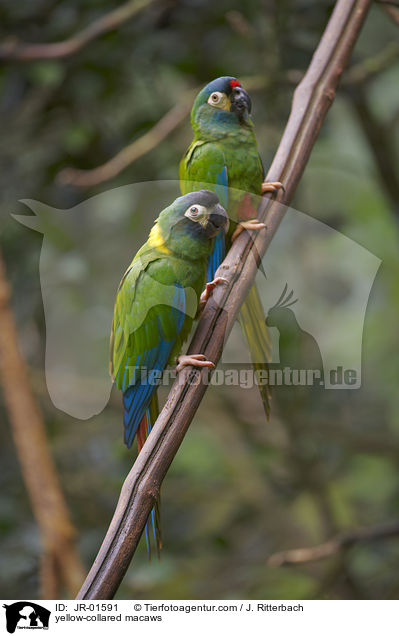 Goldnackenaras / yellow-collared macaws / JR-01591