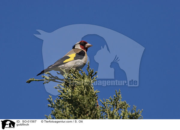 goldfinch / SO-01567