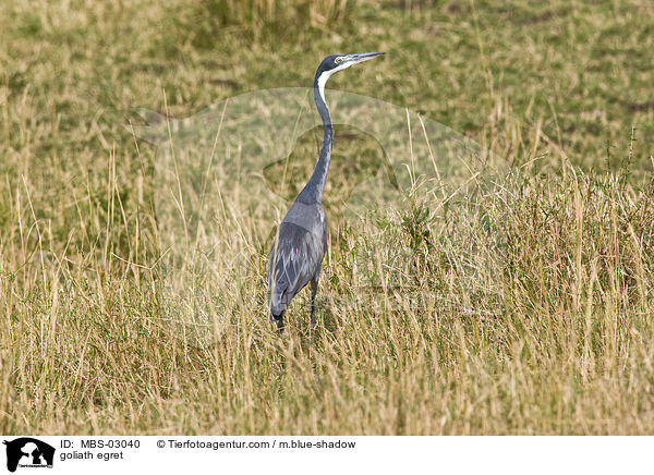 Goliathreiher / goliath egret / MBS-03040