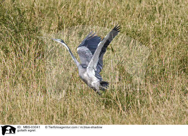 Goliathreiher / goliath egret / MBS-03041