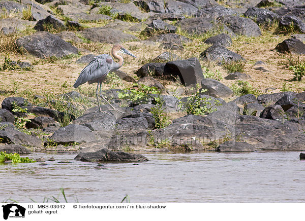 goliath egret / MBS-03042