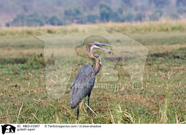 Goliathreiher / goliath egret / MBS-03967
