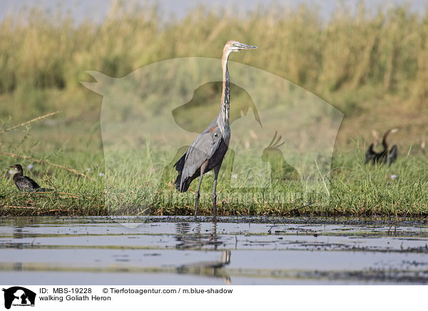 laufender Goliathreiher / walking Goliath Heron / MBS-19228
