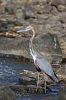 goliath heron