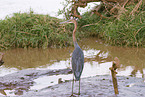 goliath heron