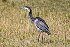 goliath egret