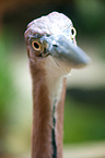 goliath egret