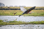 flying Goliath Heron