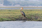 walking Goliath Heron